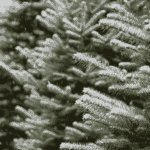 Christmas tree photo for the Holiday Preparation Guide Blog Post